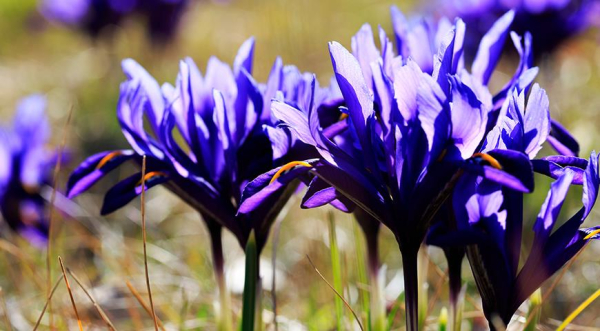 Иридодиктиум — весенний сетчатый ирис, цветущий одновременно с подснежниками