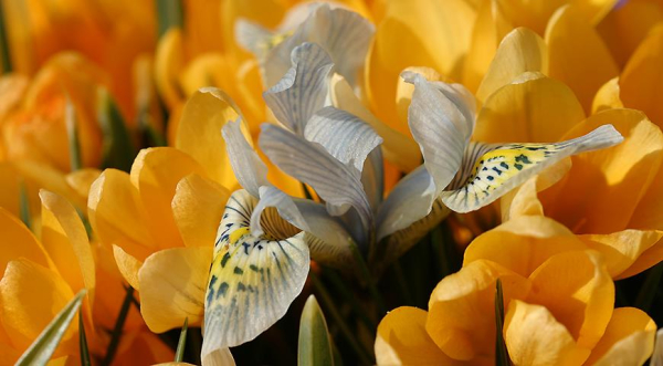 Иридодиктиум - весенний сетчатый ирис, цветущий одновременно с подснежниками