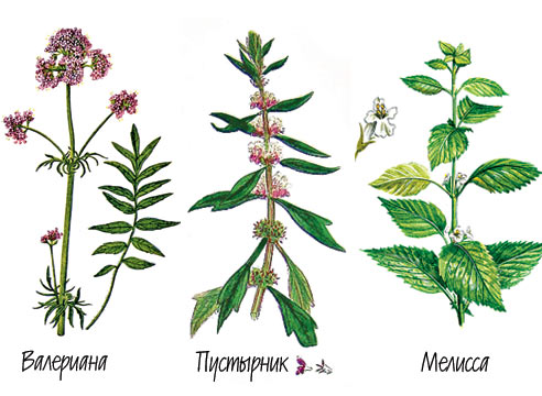 Какие растения помогут вам легче перенести жару?