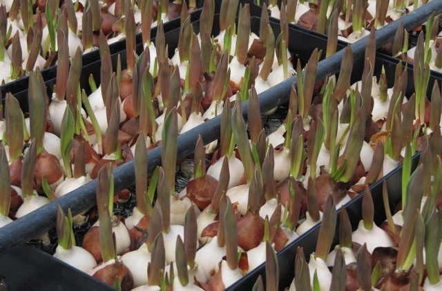 Пересадка тюльпанов на другое место весной