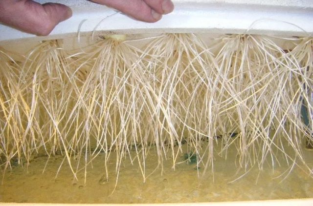 Гидропоника для лука на перо своими руками: раствор, выращивание